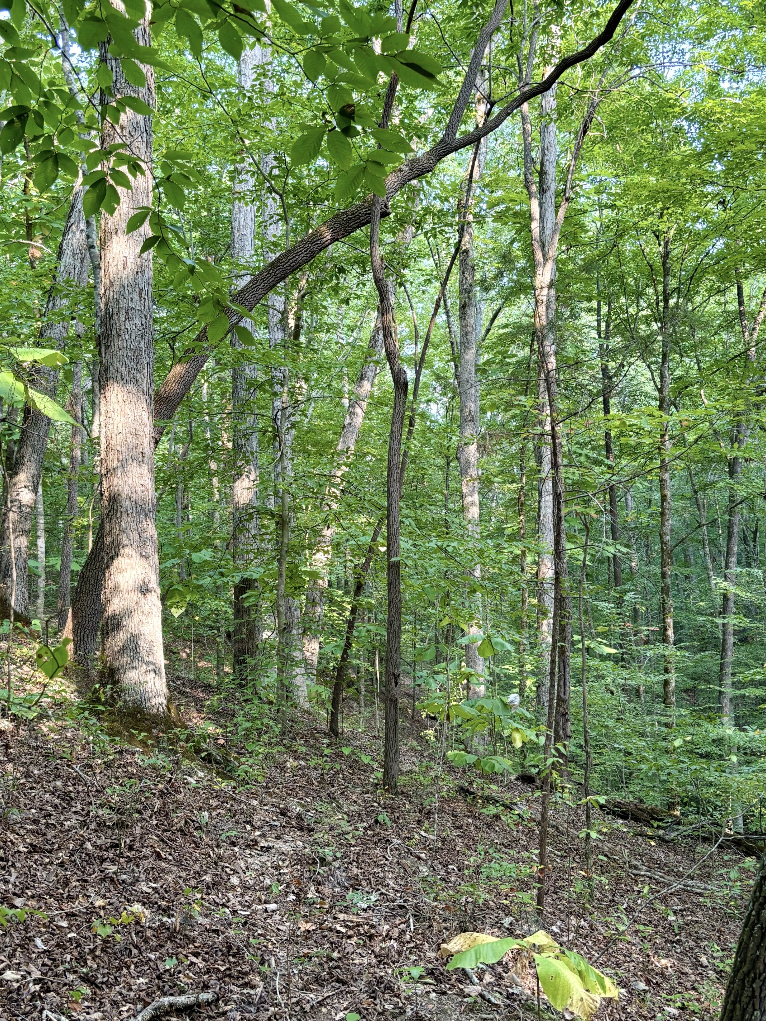 184 Garcia Road Linden, TN 37096 - Photo 24 of 27 Gallery Image 24