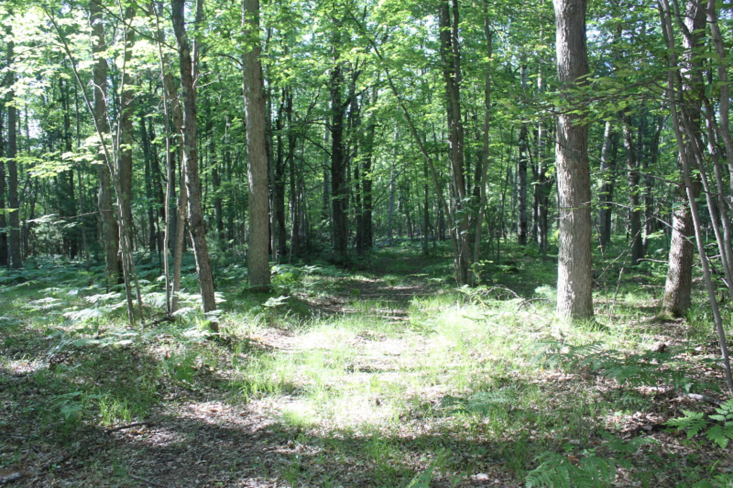 V/l Seaman Road Wellston, MI 49689 - Photo 1 of 15 IMG_8817