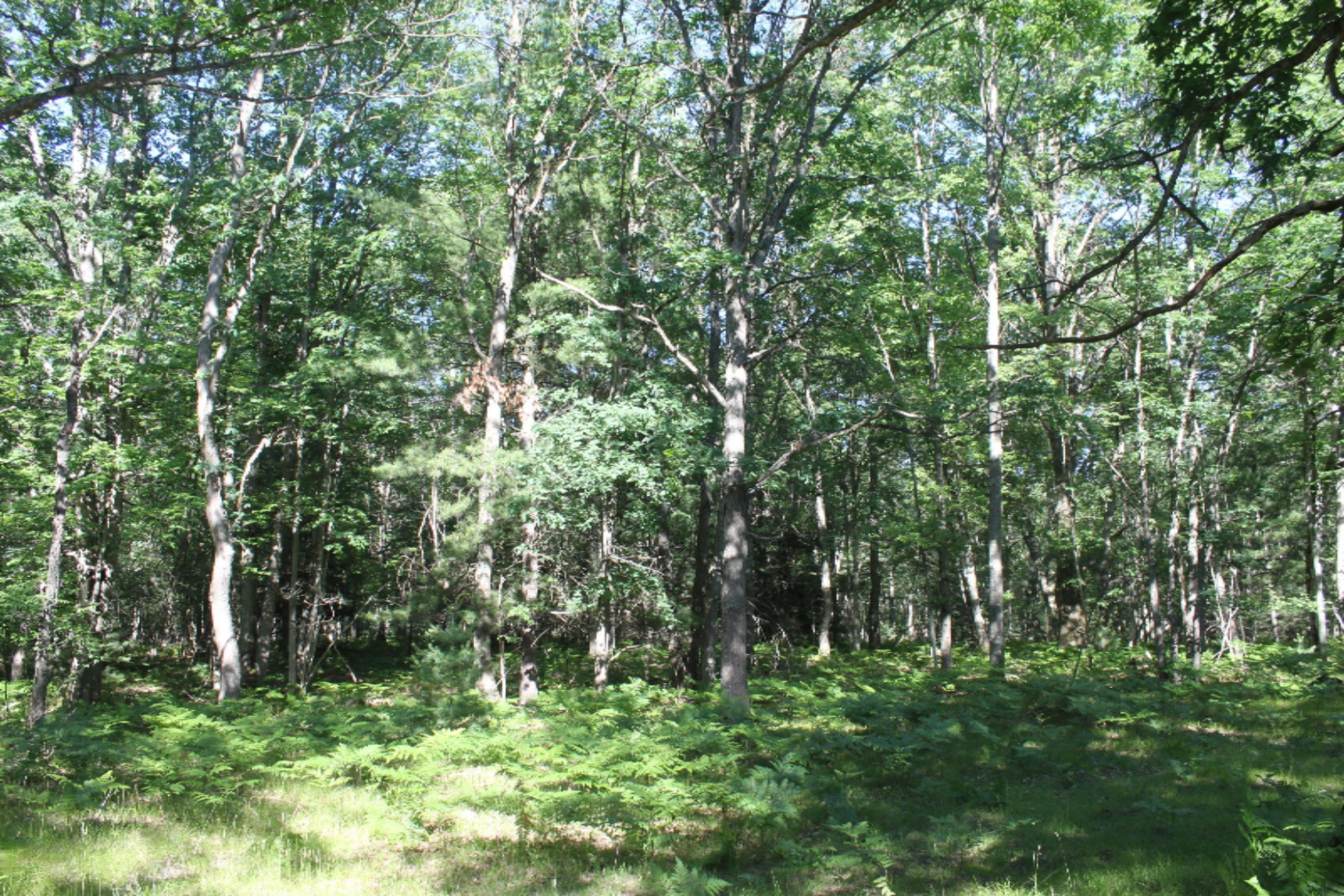 V/l Seaman Road Wellston, MI 49689 - Photo 2 of 15 IMG_8809