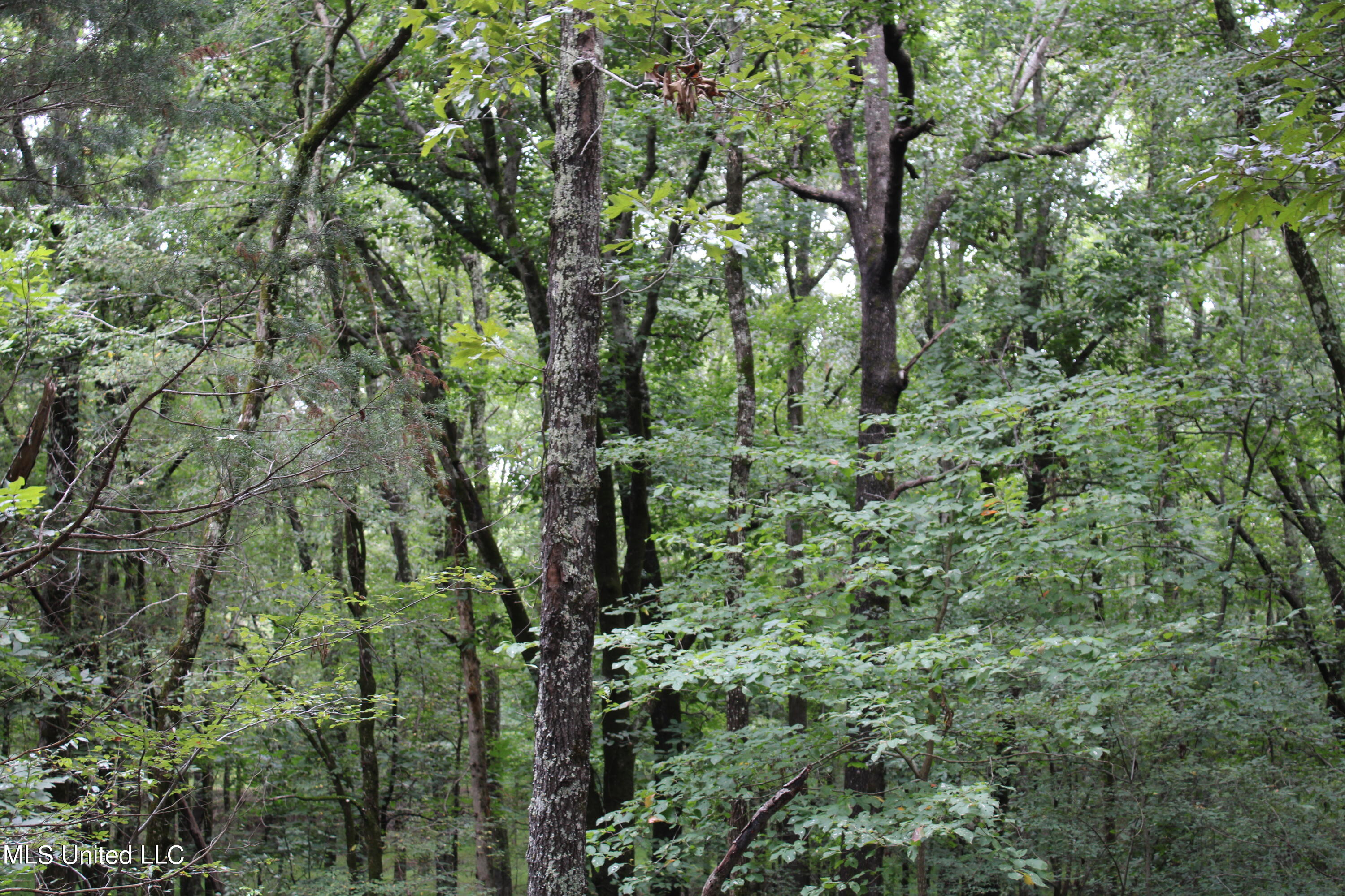 400 Coleman Road Holly Springs, MS 38635 - Photo 54 of 63 IMG_9984