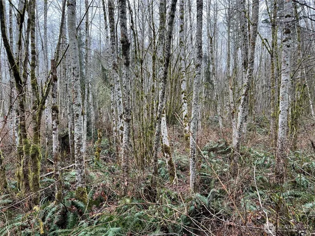 a close up of a plant in a lots of trees