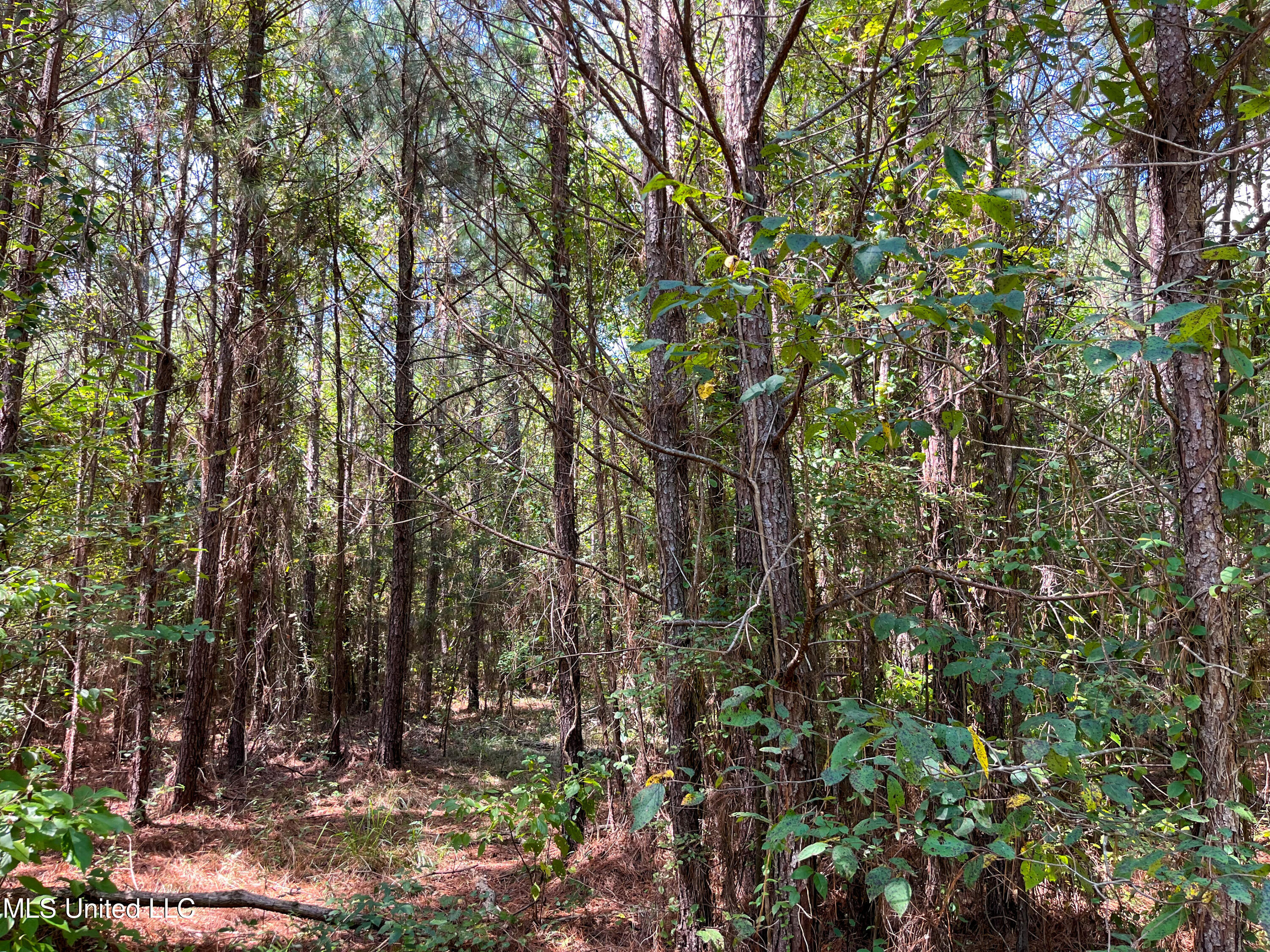 Ms-13 Morton, MS 39117 - Photo 26 of 45 IMG_0803