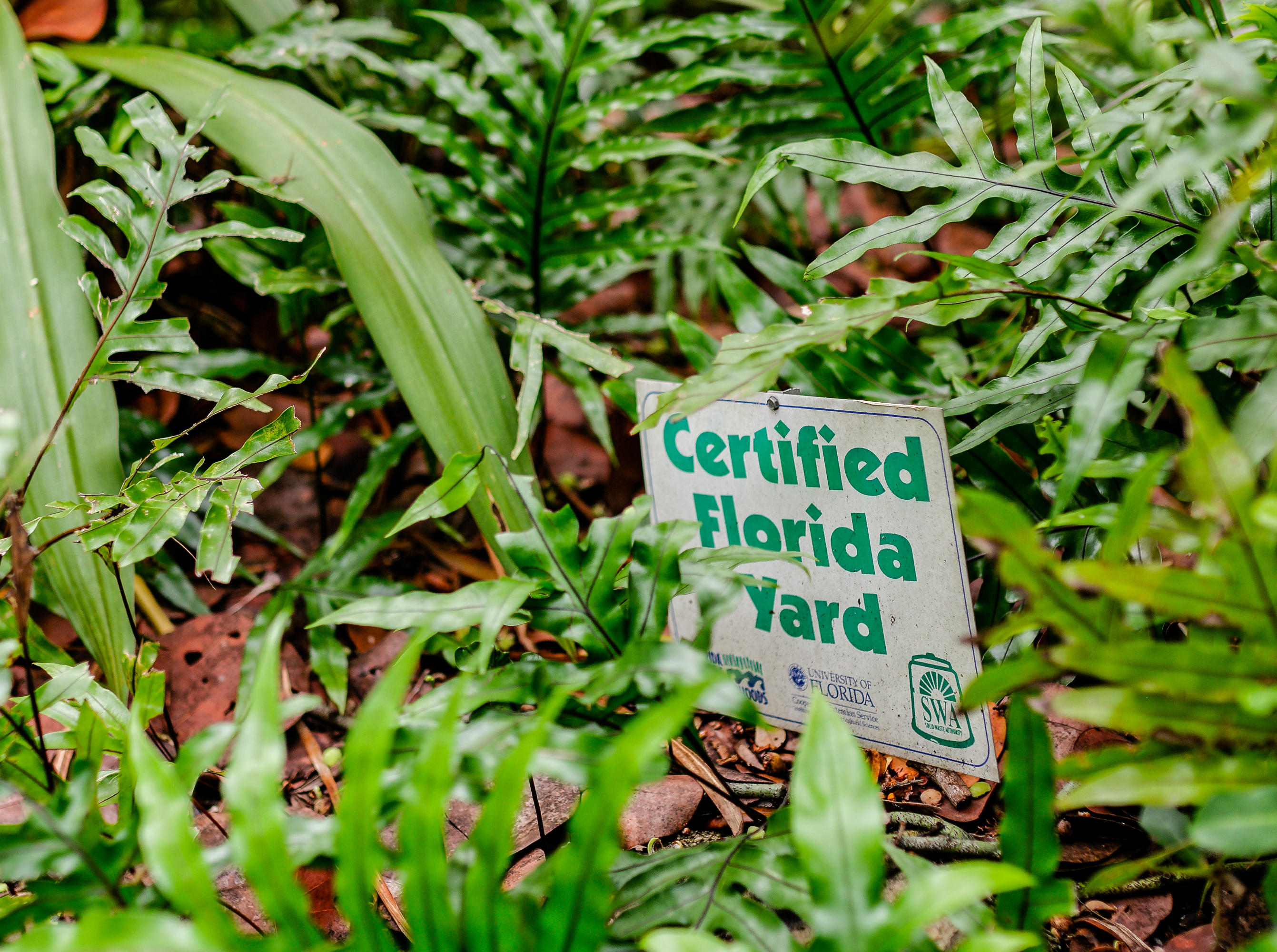 3621 Northwest 3rd Avenue Boca Raton, FL 33431 - Photo 38 of 43 cerfified florida yard RTW_8884_DxO-2