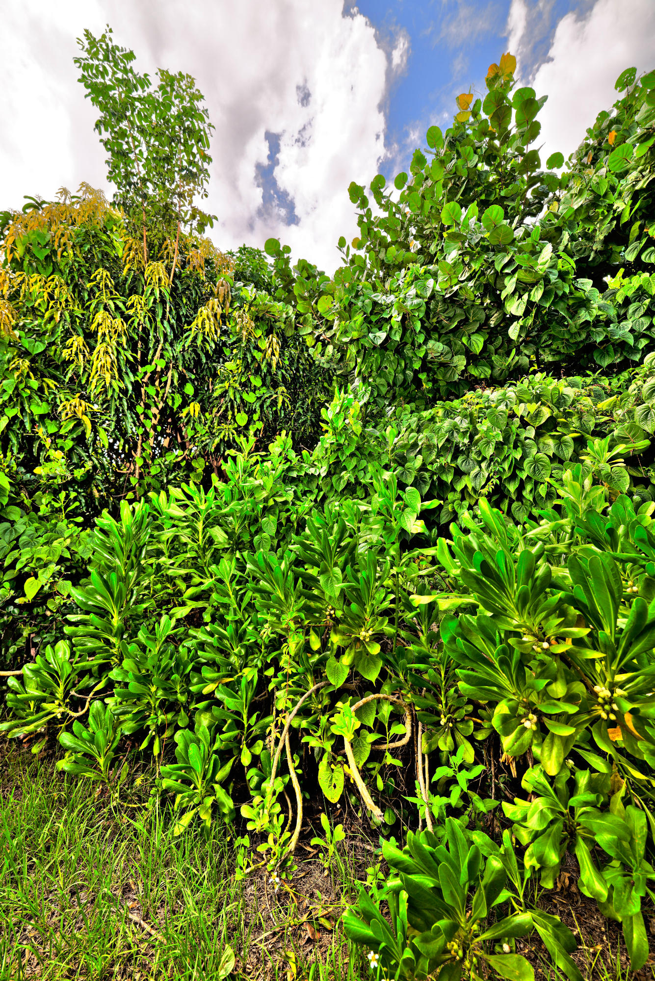 3621 Northwest 3rd Avenue Boca Raton, FL 33431 - Photo 43 of 43 brush blue RTW_8763_DxOx3