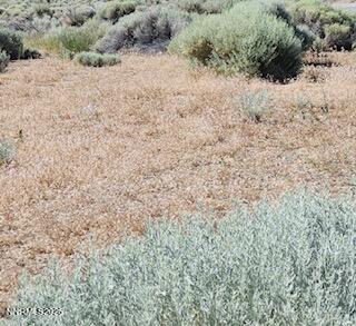 0 Simons Drive Reno, NV 89523 - Photo 36 of 36 a view of a dry yard with lots of bushes