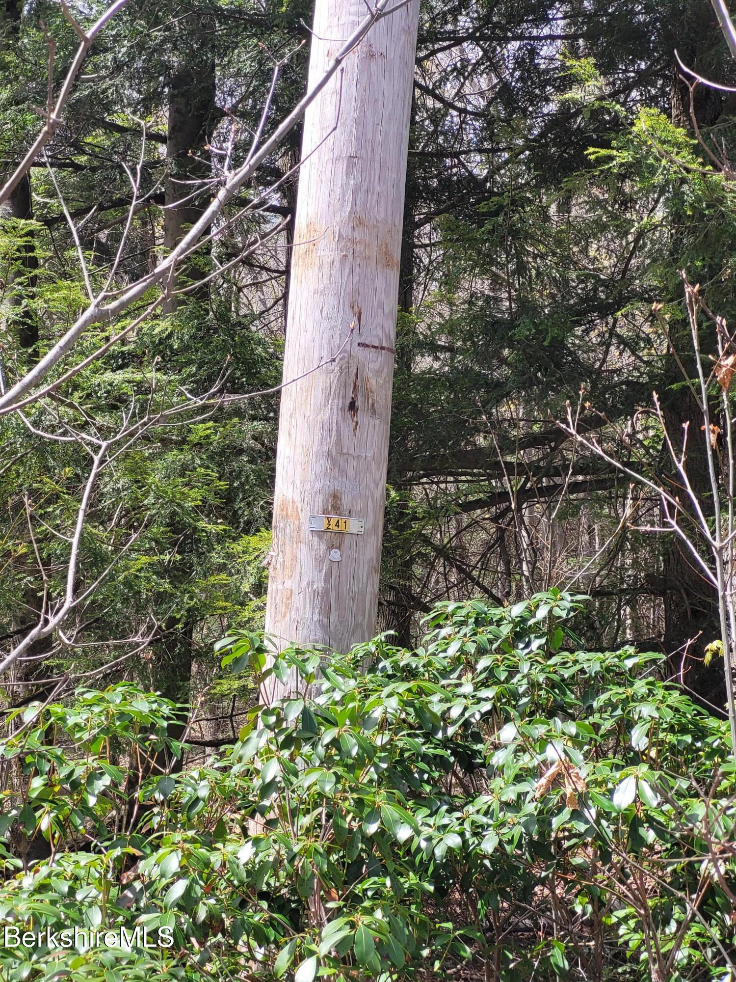 Lot 3 Town Hill Road Sandisfield, MA 01255 - Photo 3 of 16 a plant that is in front of a tree