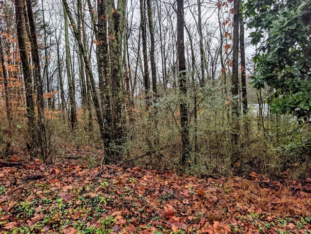 a view of a yard with lots of bushes