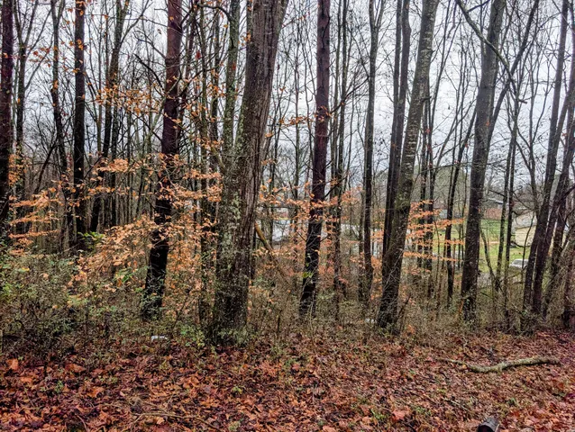 a view of a yard with trees