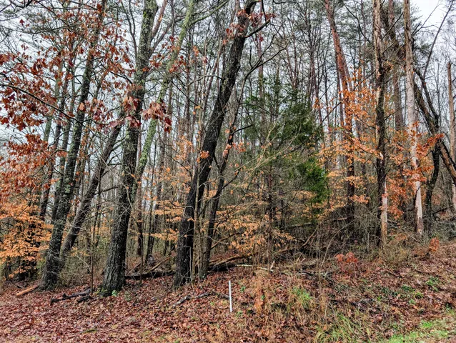 a backyard of a house with lots of trees