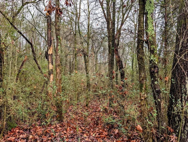 a view of a yard with a tree