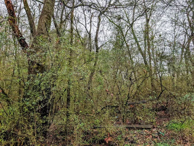 a view of a yard with a tree