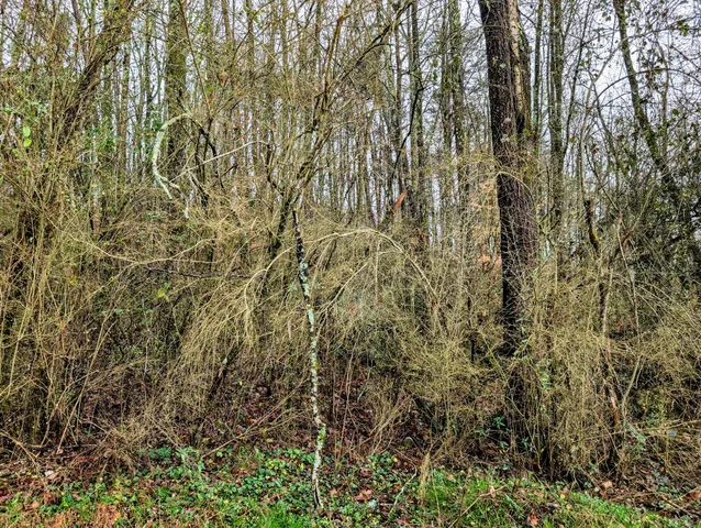 a view of a yard with a tree