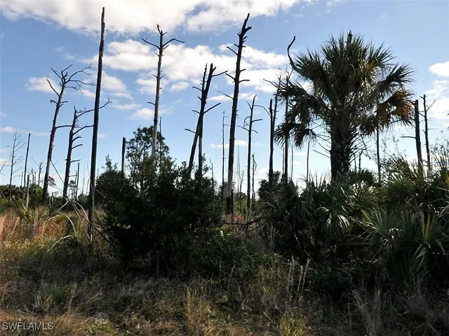 a picture of palm trees
