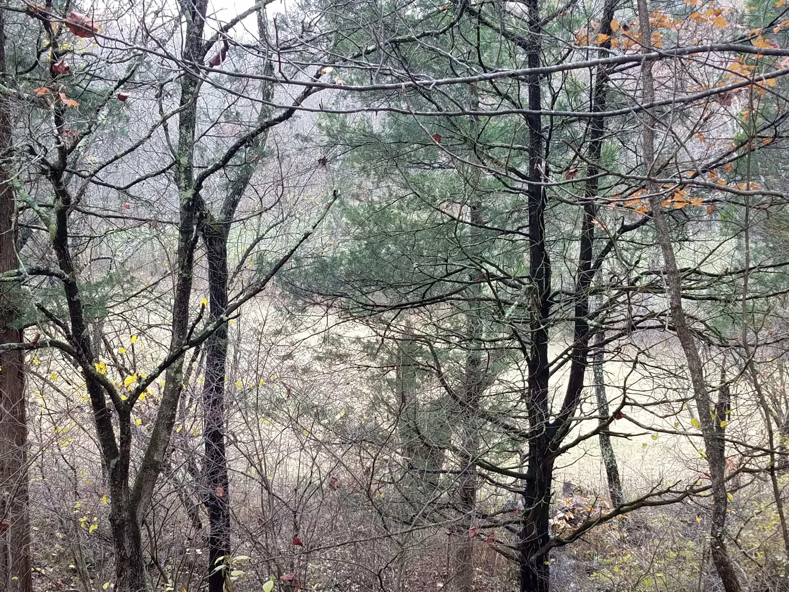 7225 Edwardsville Road Hardy, VA 24101 - Photo 6 of 7 Woods and Stream