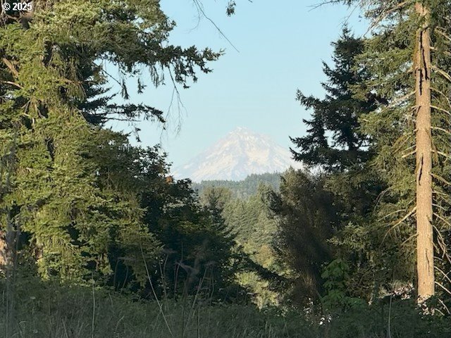 a view of a plant in a garden