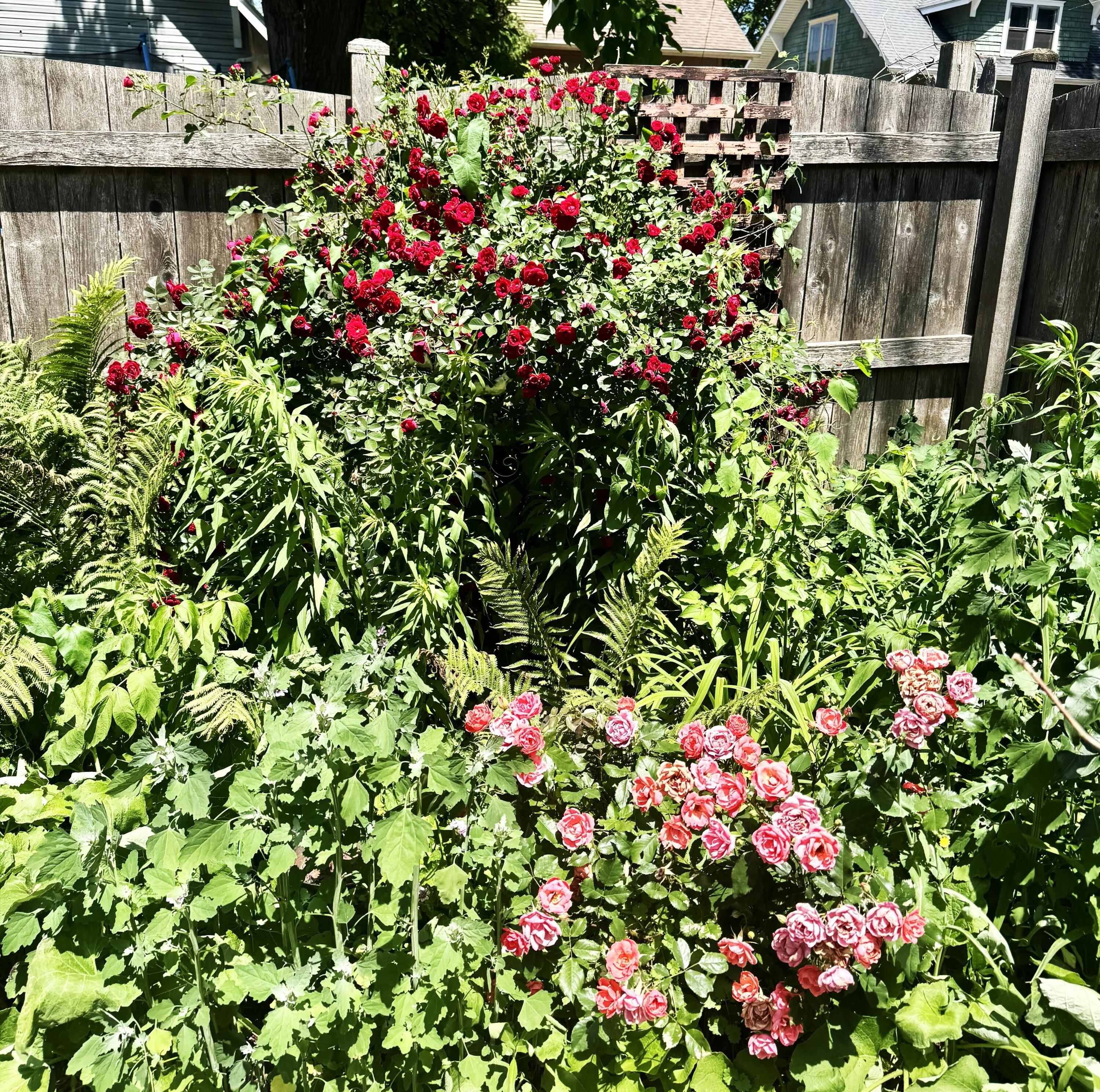 1008 71st Street Kenosha, WI 53143 - Photo 24 of 24 Beautiful Flowers