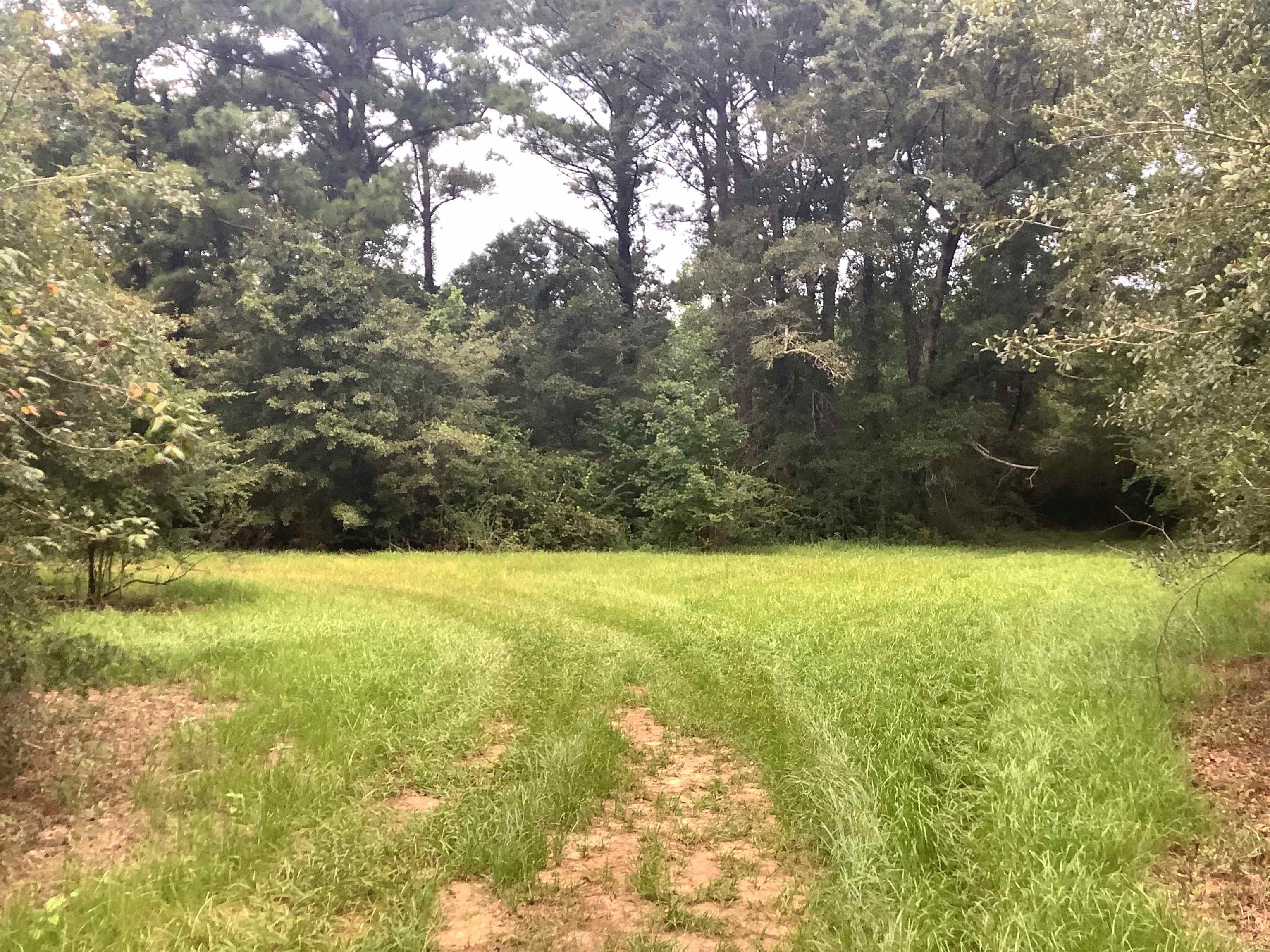 0 Old School Road Opp, AL 36467 - Photo 6 of 24 Gallery Image 6