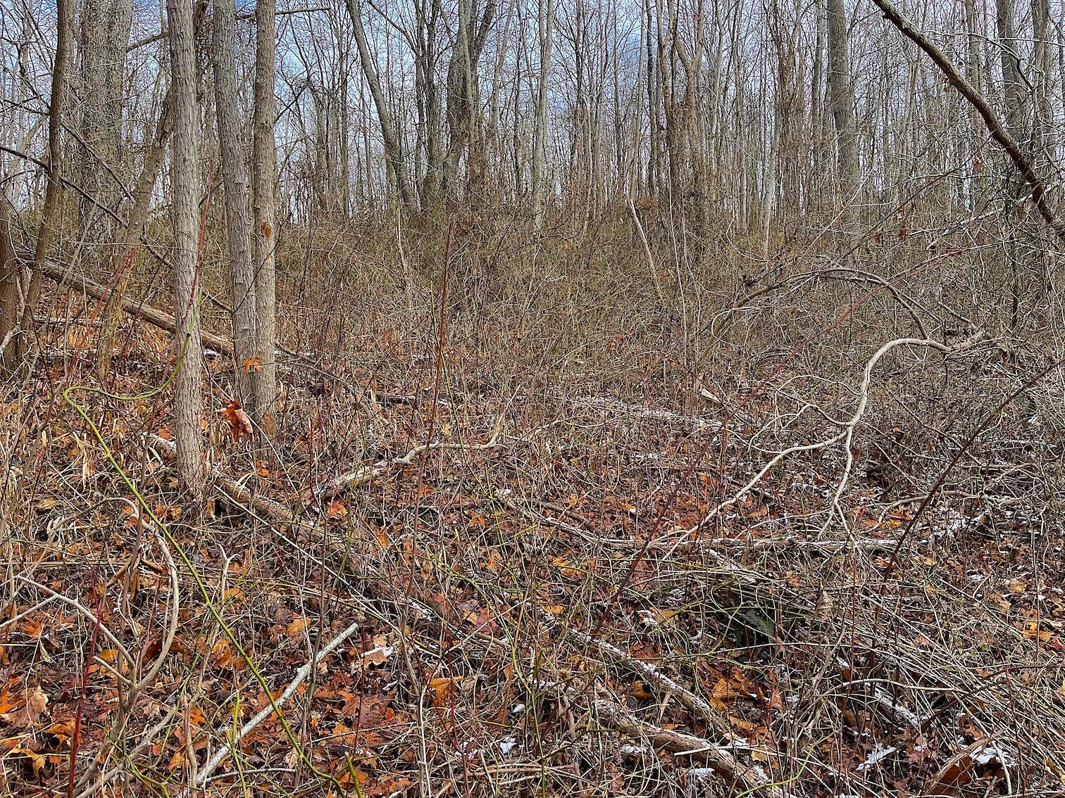 0 Hunting Run Road Lucasville, OH 45648 - Photo 16 of 39 IMG_0547