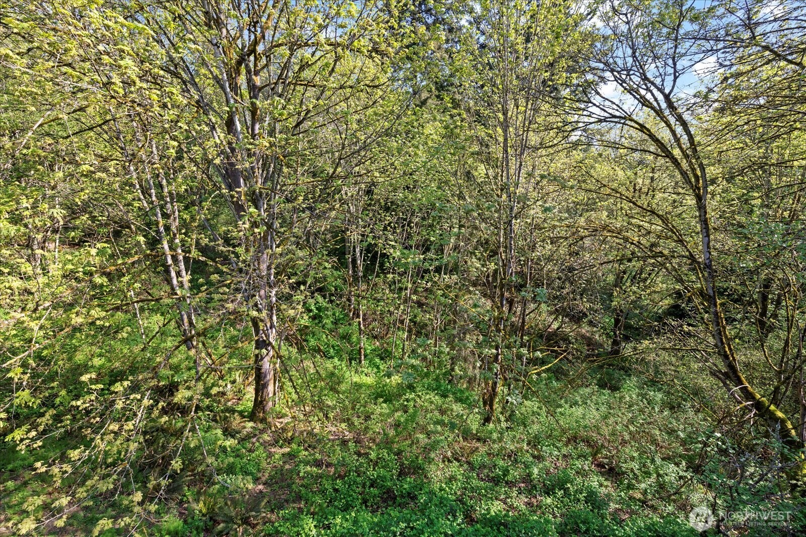 10906 Northeast 197th Street Bothell, WA 98011 - Photo 22 of 38 a view of a yard with a tree