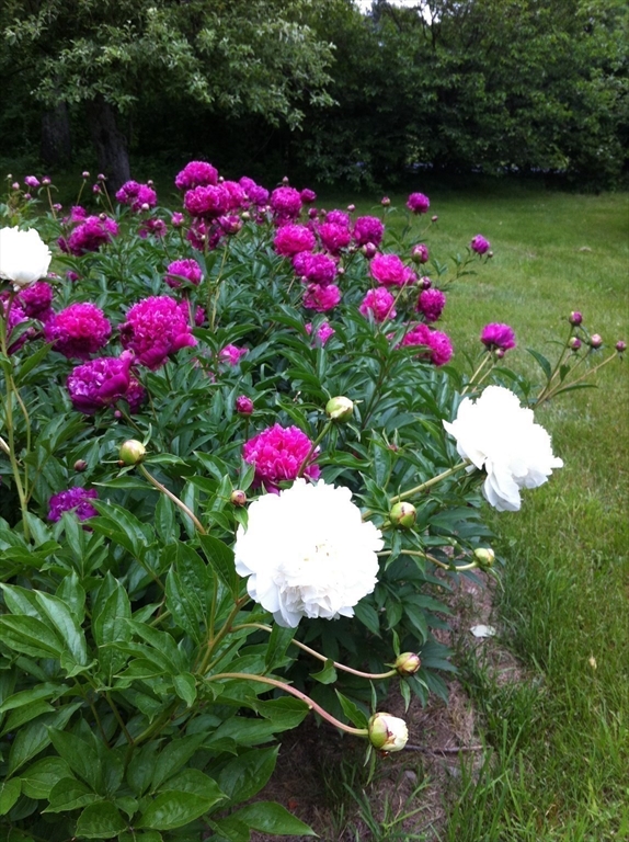 239 Stow Road Harvard, MA 01451 - Photo 34 of 35 Gallery Image 34
