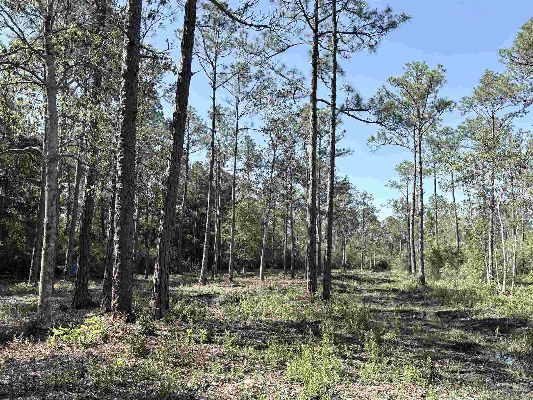 Del Monte Street Milton, FL 32583 - Photo 8 of 18
