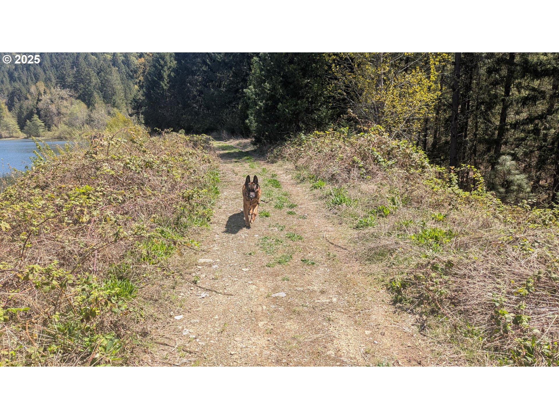 2999 Speaker Road Wolf Creek, OR 97497 - Photo 24 of 29 a black and white photo of a house