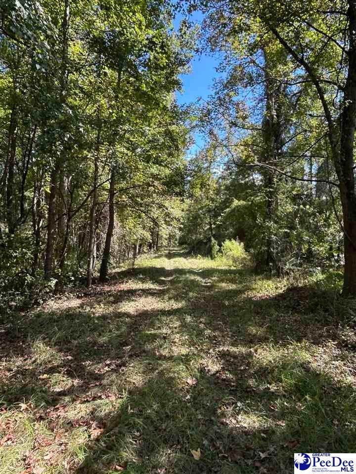Tbd East Tbd E Friendfield Road Coward, SC 29530 - Photo 26 of 35 Gallery Image 26