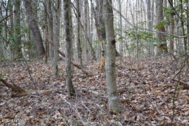 10.79-ac Buffalo Road Oneida, TN 37841 - Photo 7 of 47 DEER RUB