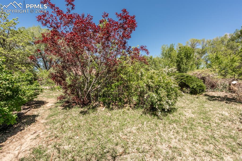 2233 Daniel Road Pueblo, CO 81006 - Photo 31 of 48 a picture of trees