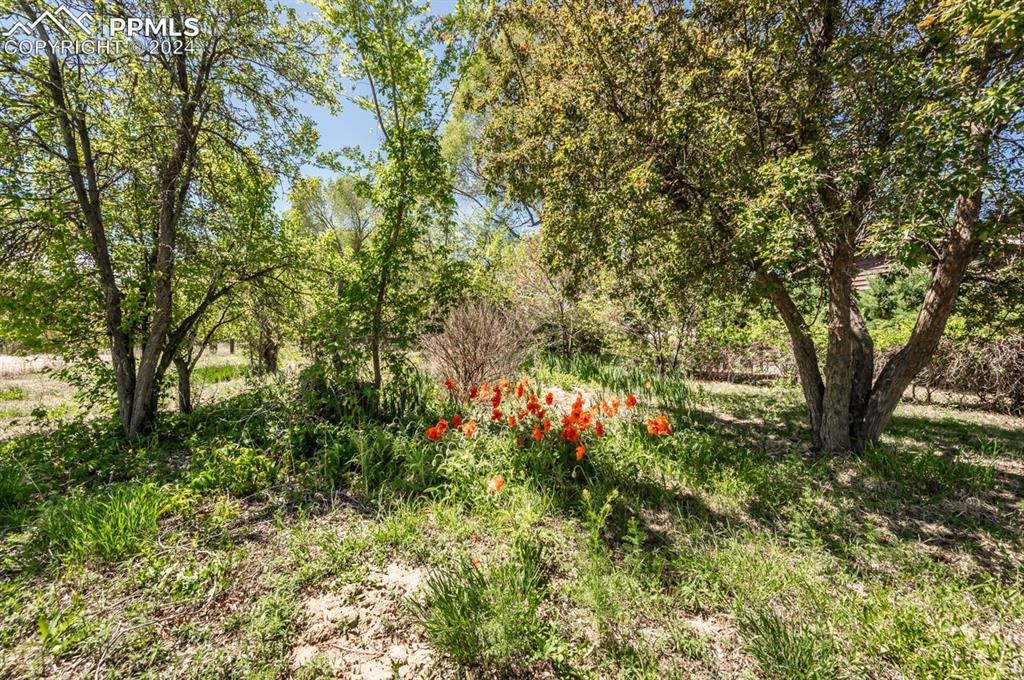 2233 Daniel Road Pueblo, CO 81006 - Photo 32 of 48 a view of a tree in a yard