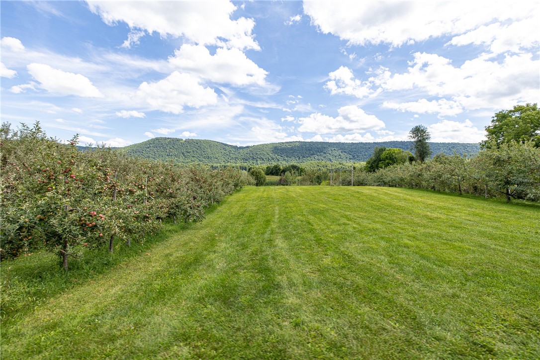 7780 Cold Springs Road Bath, NY 14810 - Photo 33 of 50 Rolling green lawns meet rows of fruiting trees against a backdrop of forested hills.