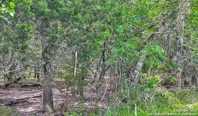 a view of a forest with a tree
