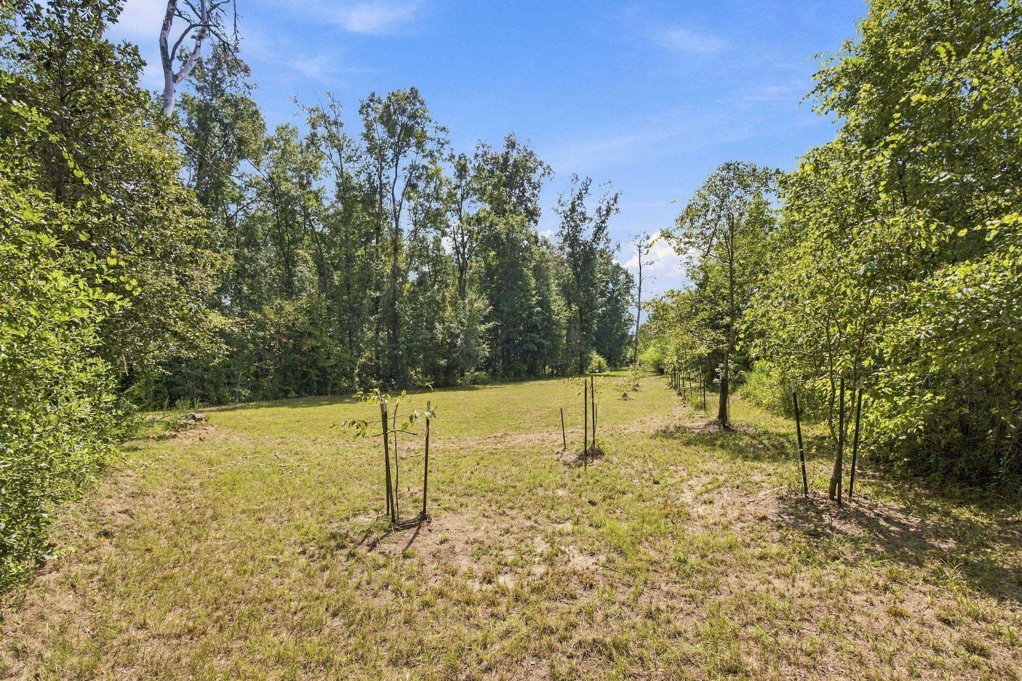 Lot 16 Johnny Road Lamont, FL 32336 - Photo 23 of 54 Gallery Image 23