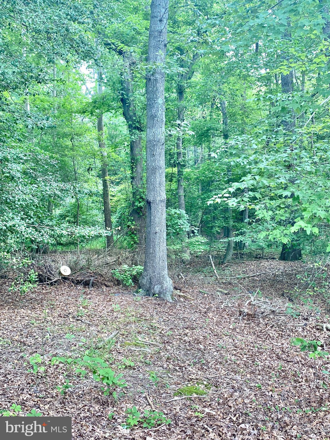 7510 Hawthorne Road La Plata, MD 20646 - Photo 65 of 66 Gallery Image 65