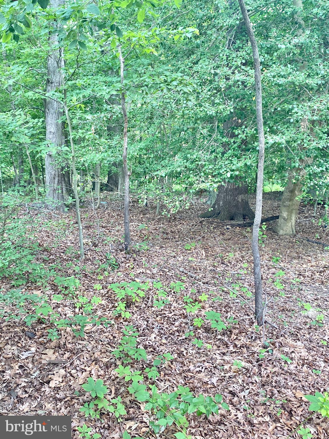 7510 Hawthorne Road La Plata, MD 20646 - Photo 66 of 66 Gallery Image 66
