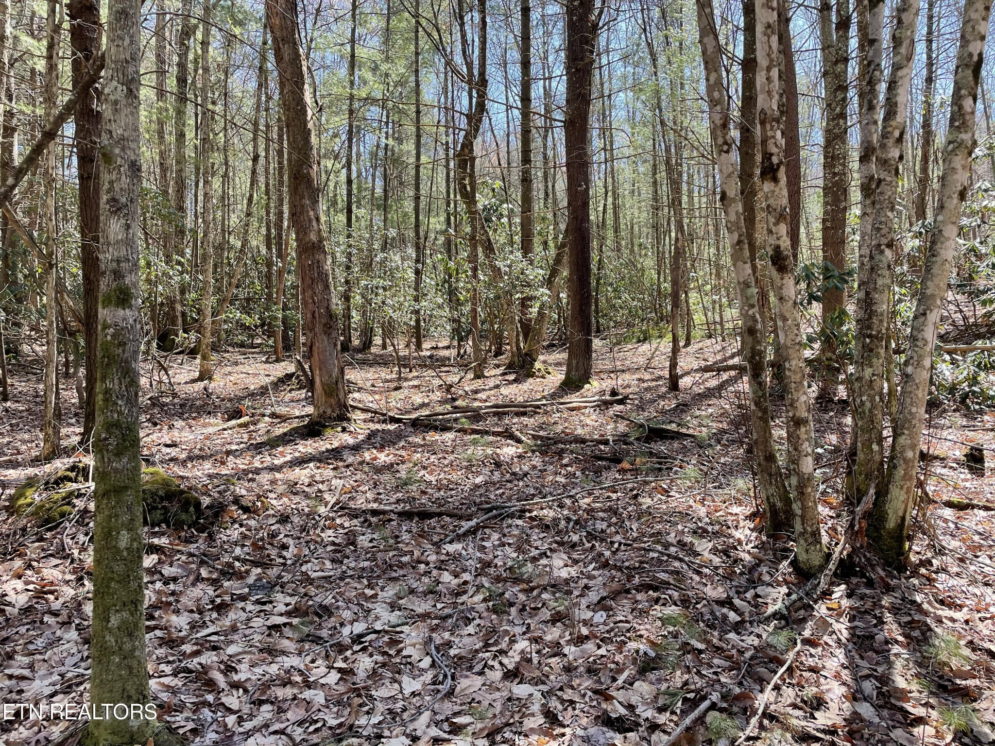 962 Lighten Road Parrottsville, TN 37843 - Photo 16 of 20 Gallery Image 16