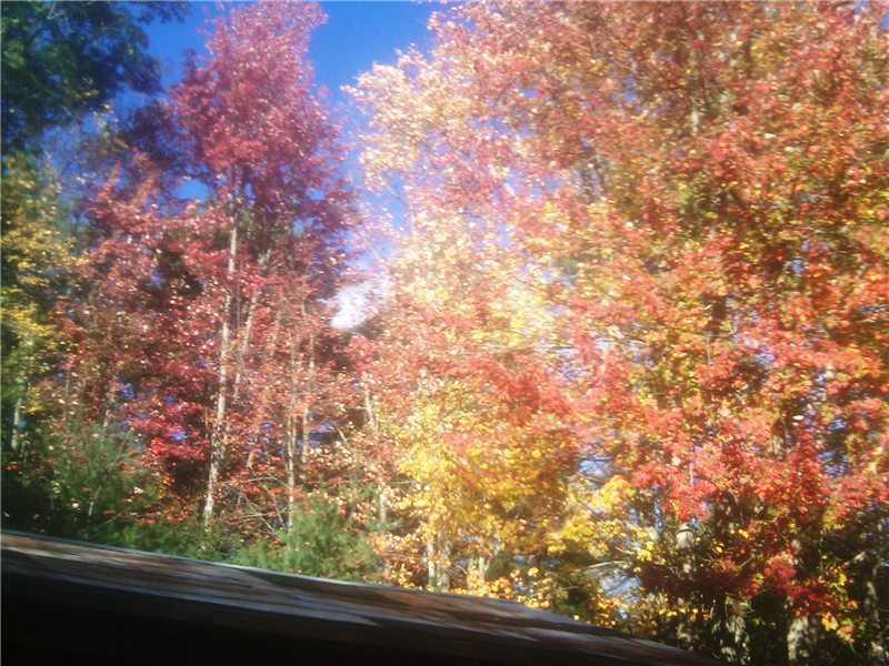 246 Rocky Dundee Road Buxton, ME 04093 - Photo 20 of 21 Other. Autumn leaves