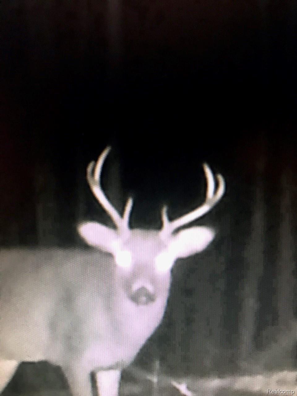 2130 King Road Mikado, MI 48745 - Photo 55 of 57 deer close up.jpg