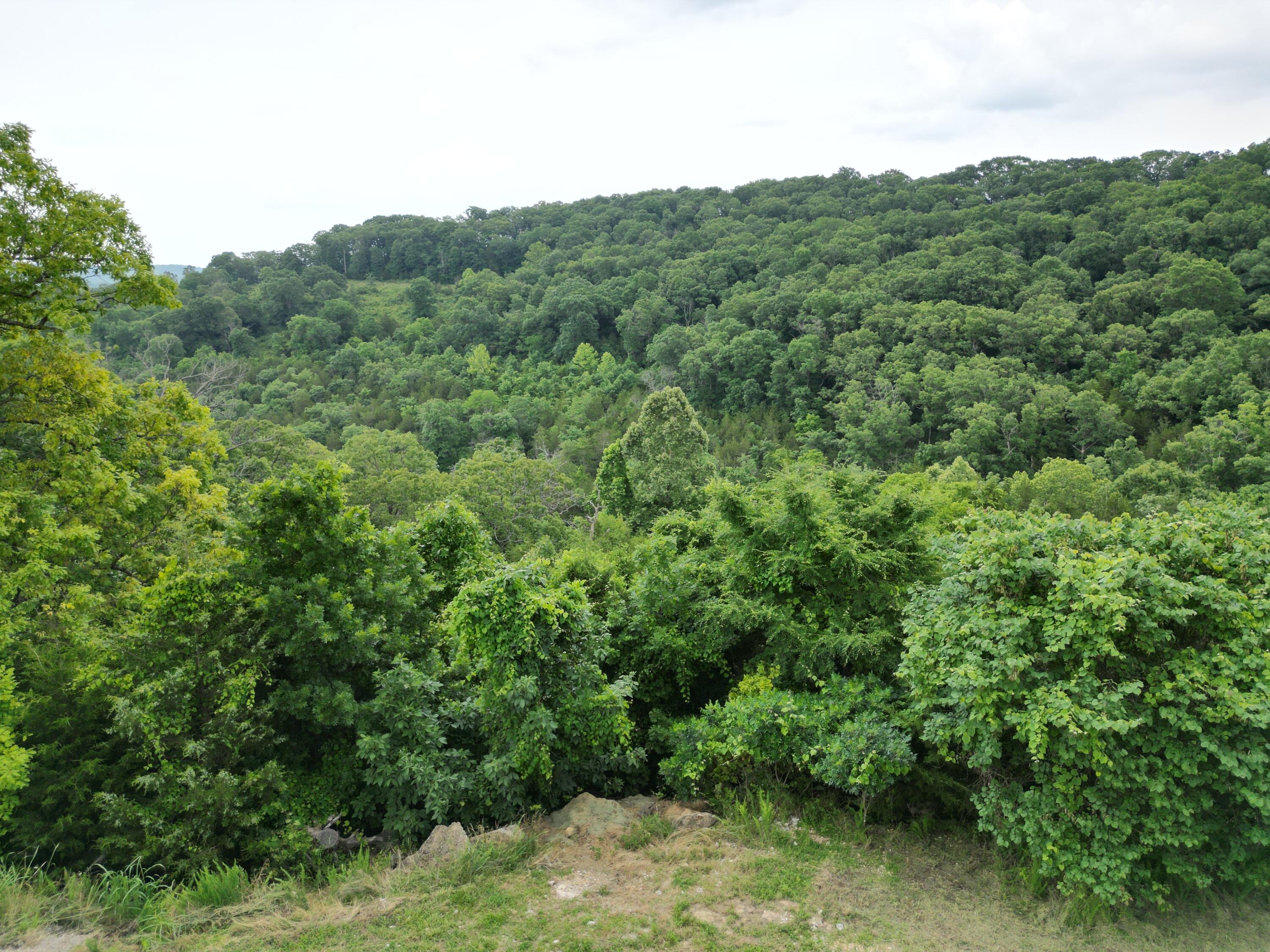 259 Jacks Hollow Road Walnut Shade, MO 65771 - Photo 6 of 20 dji_fly_20250611_165802_293_174969576252