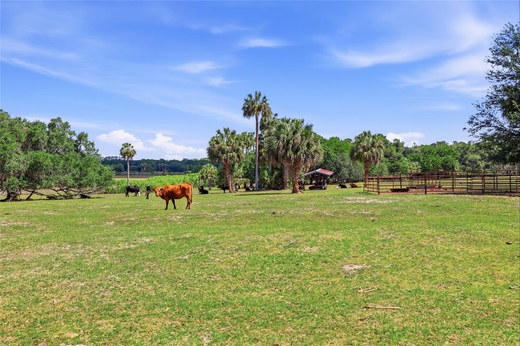 22130 Northwest 75th Avenue Road Micanopy, FL 32667 - Photo 36 of 52