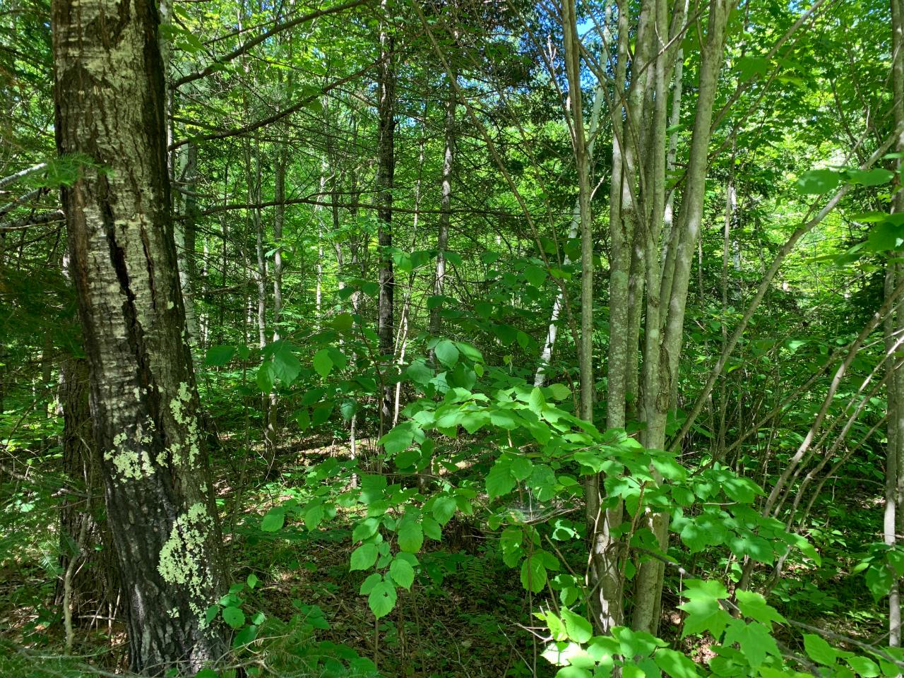 Off Flowage Road Park Falls, WI 54552 - Photo 1 of 12 Gallery Image 1