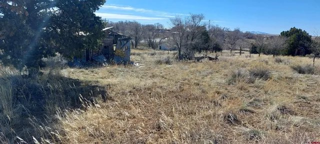 a view of a dry yard with trees