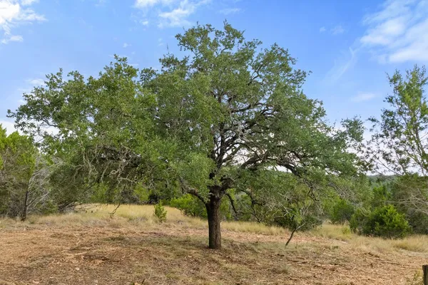 a view of a yard with plants and trees