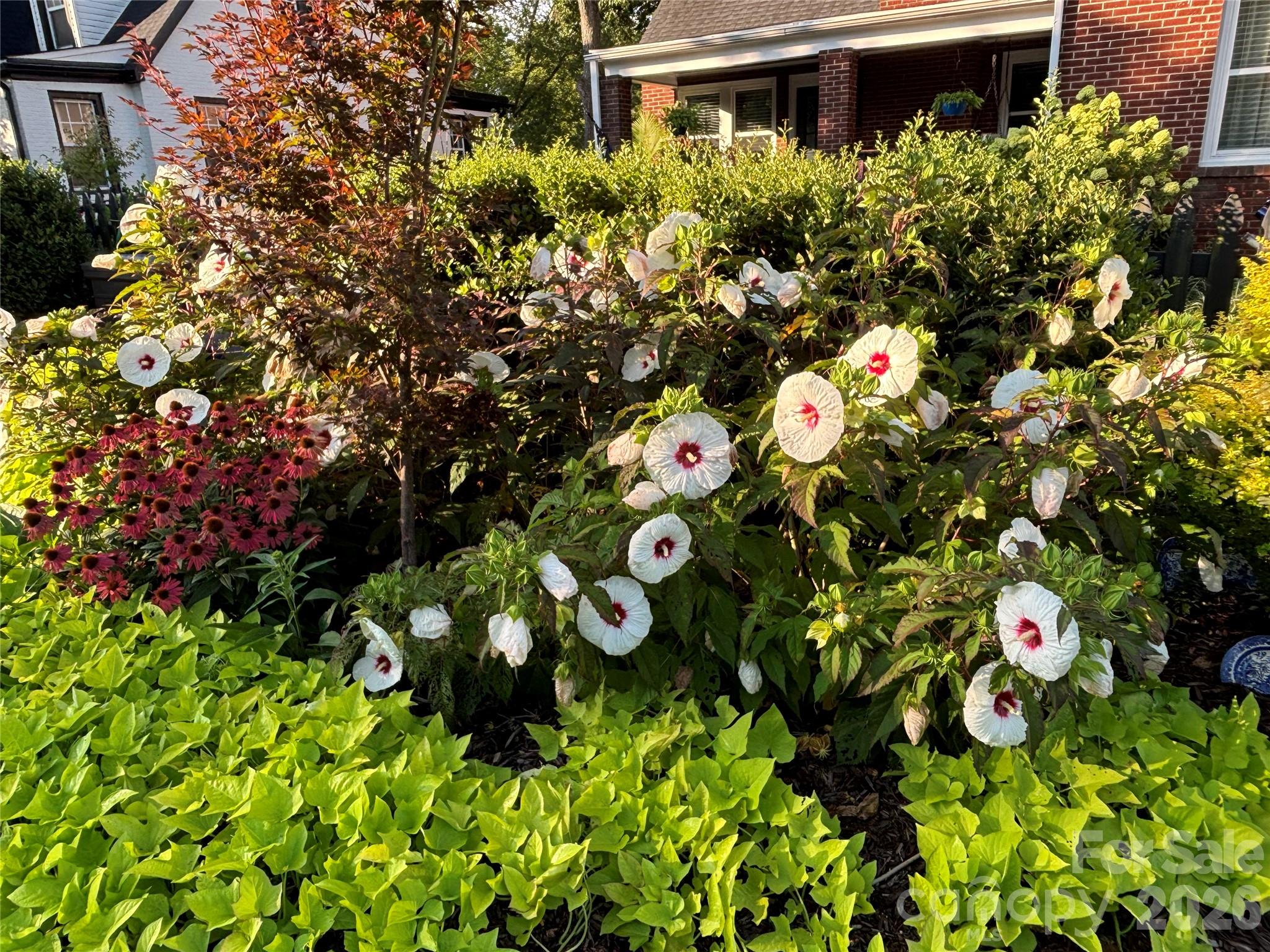 514 Jackson Park Road Kannapolis, NC 28083 - Photo 45 of 48 a picture of flowers