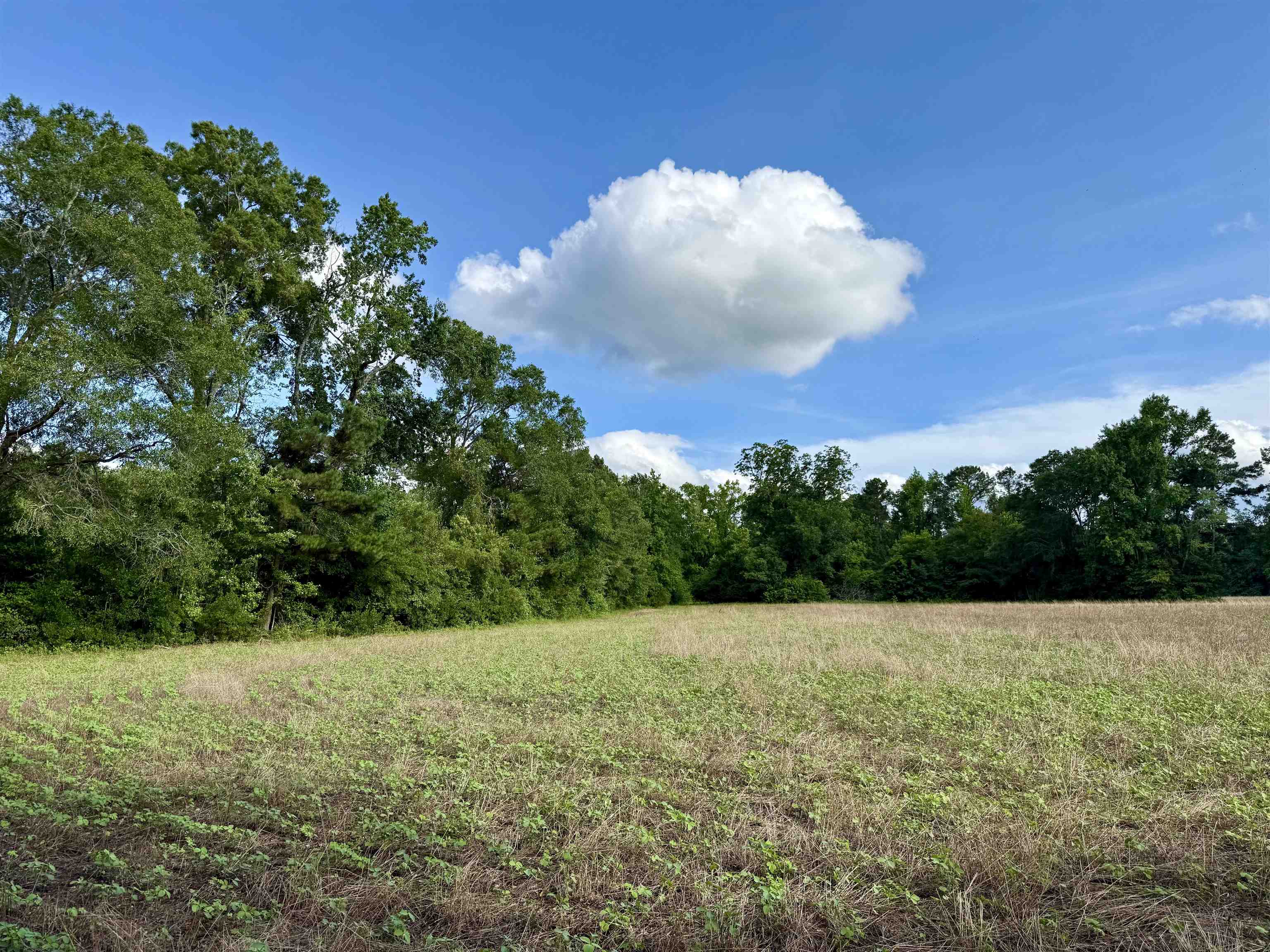 85-acres - Muddy Creek Road Hemingway, SC 29554 - Photo 12 of 31
