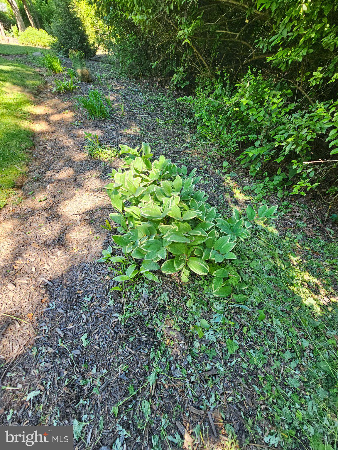 32 Parnassus Road Linden, VA 22642 - Photo 40 of 50 Lush greenery in a tranquil garden.