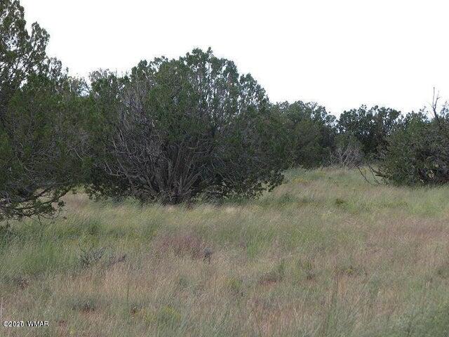 29 T14n R17e: Parcel 6 Creek Heber, AZ 85928 - Photo 3 of 7