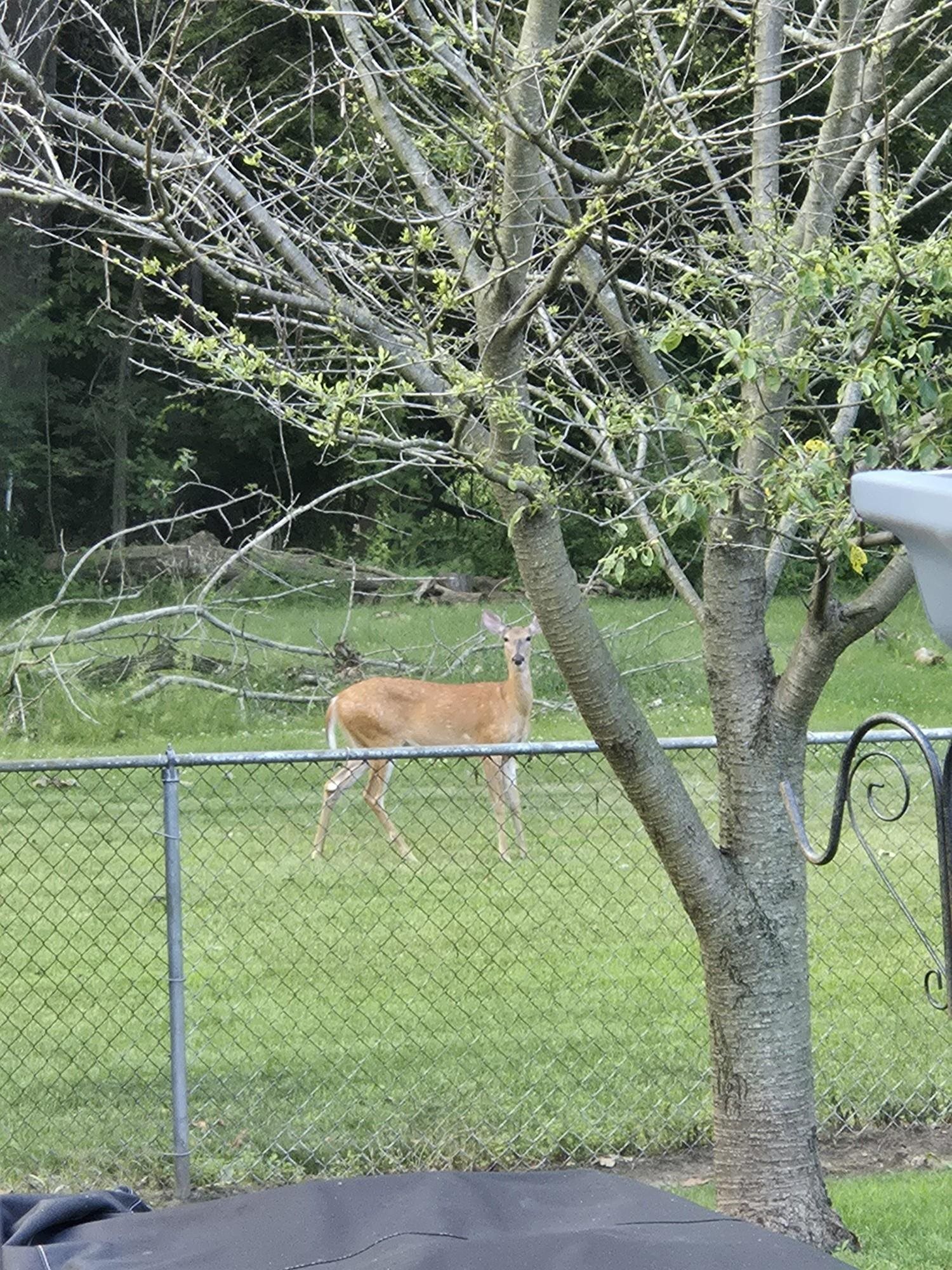6651 Mayfair Road Utica, MI 48317 - Photo 38 of 55 50188540-9915f93d-db74-4a50-b97f-3576cb47d241.JPG