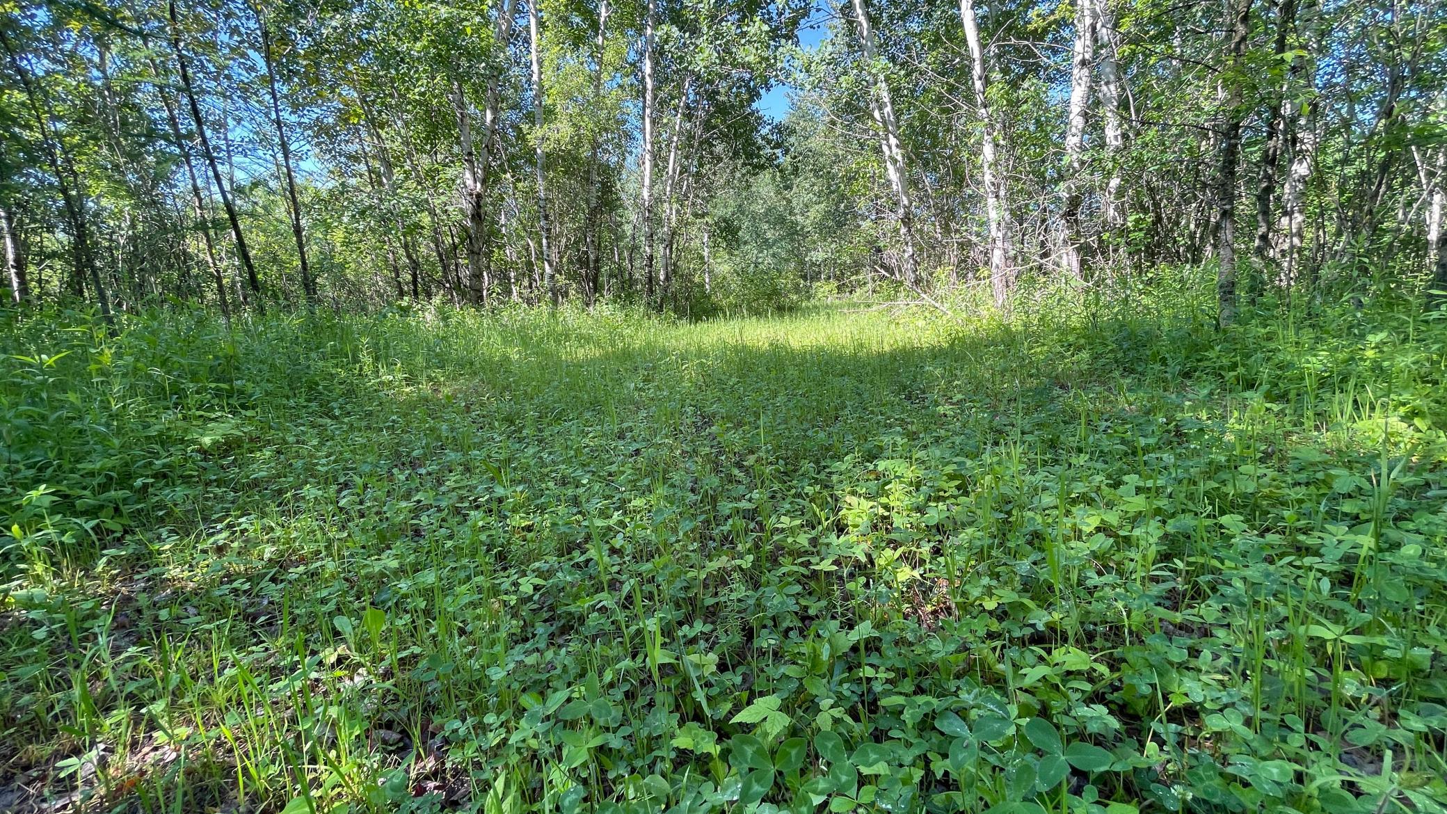 Tbd 440th Avenue Roseau, MN 56751 - Photo 51 of 80