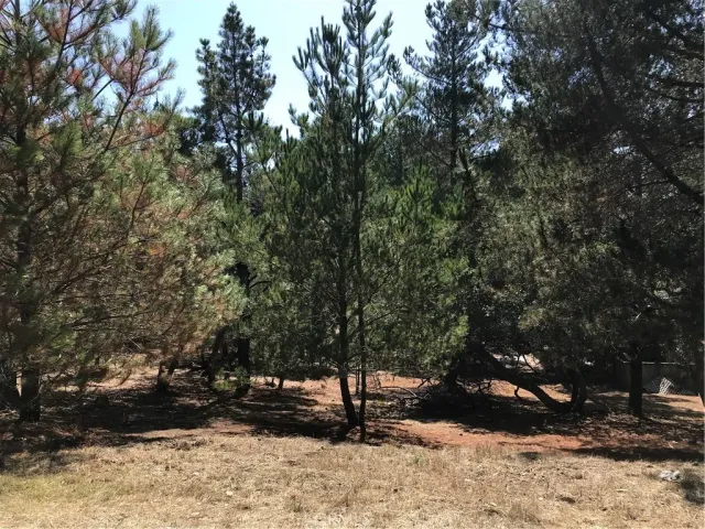 a view of outdoor space yard and tree